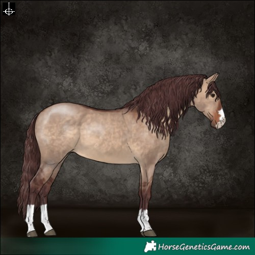 Horse Color:Chocolate Brown Dun 