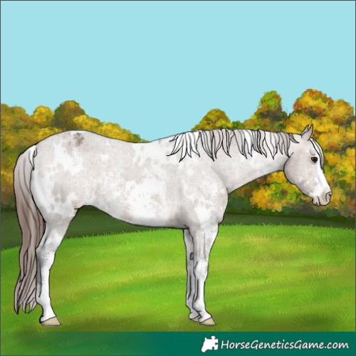 Horse Color:White Spotted Brown Dun Sabino Varnish