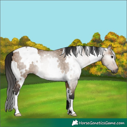 Horse Color:Gray White Spotted Bay Dun 