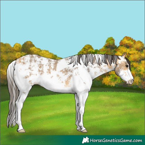 Horse Color:Buckskin Sabino 