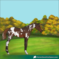 Horse Color:White Spotted Liver Chestnut 