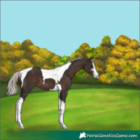 Horse Color:Silver Brown Sabino Tobiano