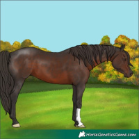 Horse Color:Liver Chestnut 