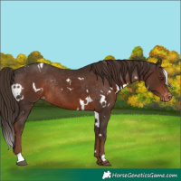 Horse Color:White Spotted Liver Chestnut Appaloosa Rabicano