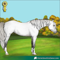 Horse Color:Gray Silver Brown Roan 