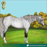 Horse Color:Gray Silver Brown Roan 