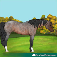 Horse Color:Brown Roan