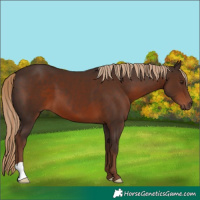 Horse Color:Liver Chestnut 