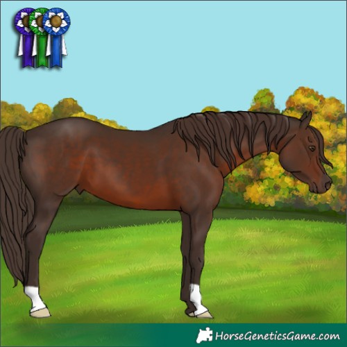 Horse Color:Liver Chestnut 