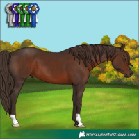 Horse Color:Liver Chestnut 