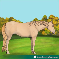 Horse Color:Gold Champagne 