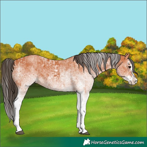 Horse Color:White Spotted Bay Splash  and White Spotted Bay Splash 