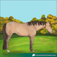 Horse Color:Amber Champagne Rabicano 