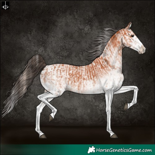 Horse Color:White Spotted Bay Splash  and White Spotted Bay Splash Rabicano 