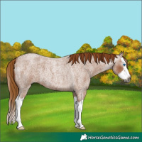 Horse Color:Gray Red Roan Splash 
