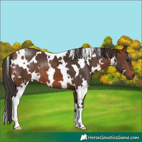 Horse Color:White Spotted Brown