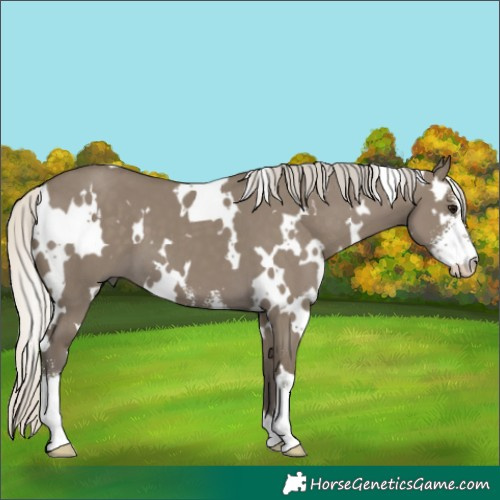 Horse Color:White Spotted Silver Smoky Grullo Sabino