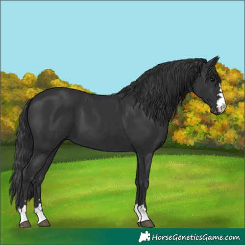 Horse Color:Black 