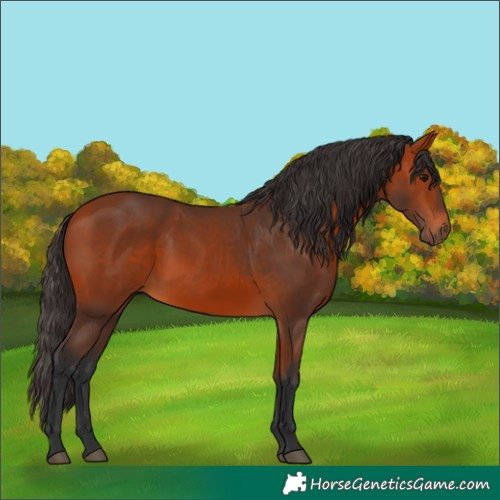 Horse Color:Bay 
