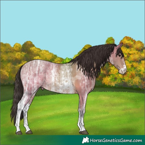 Horse Color:Bay Ice Sabino Rabicano 