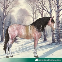 Horse Color:Bay Ice Rabicano 