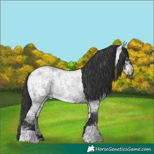 Horse Color:Blue Ice Roan Rabicano 