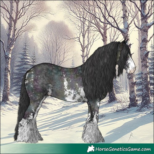 Horse Color:Midnight Black Ice Sabino