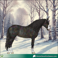Horse Color:Midnight Bay Ice Dun Rabicano 