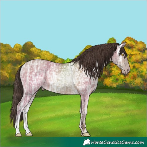 Horse Color:Amber Champagne Ice Rabicano 