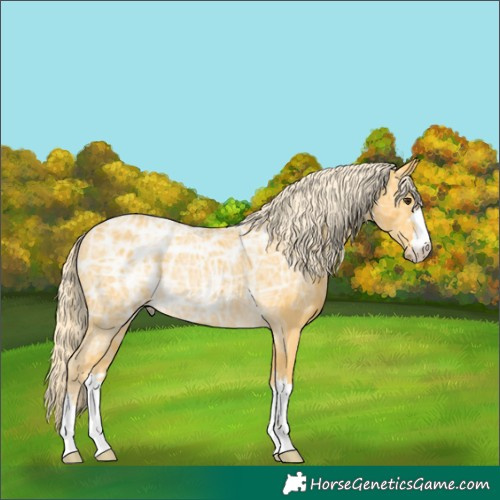 Horse Color:Palomino Ice Rabicano 