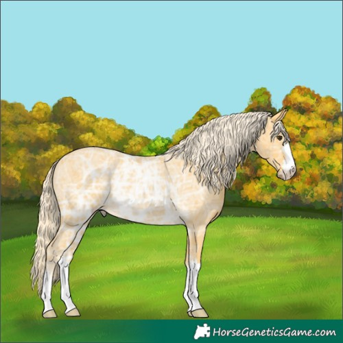 Horse Color:Palomino Ice Rabicano 