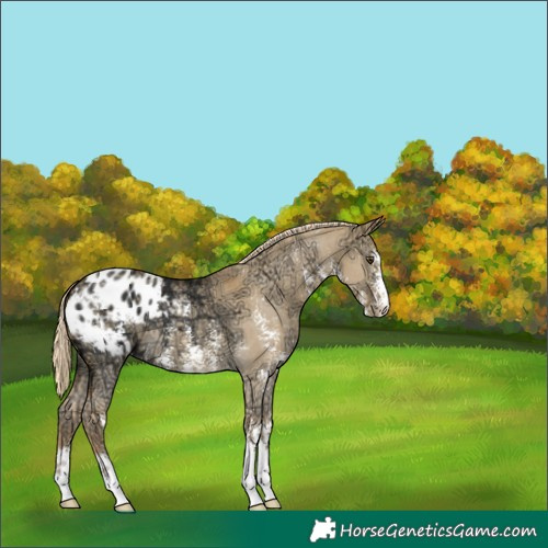 Horse Color:Palomino Ice Dun Sabino Appaloosa 