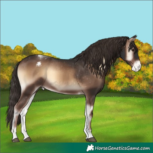 Horse Color:Liver Red Onyx Tobiano Blanket 