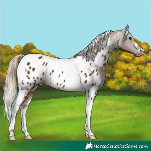 Horse Color:Chocolate Palomino Tobiano Near Leopard 