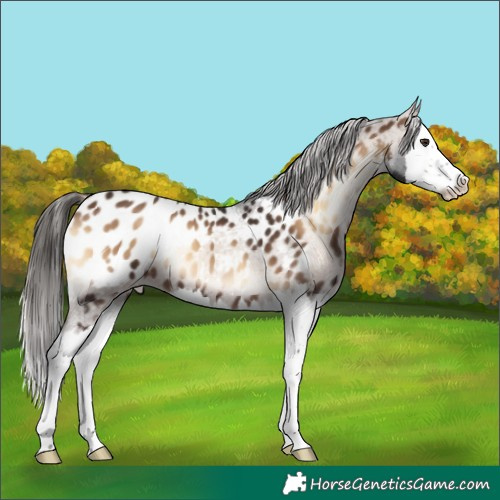 Horse Color:Liver Red Onyx Splash Appaloosa 