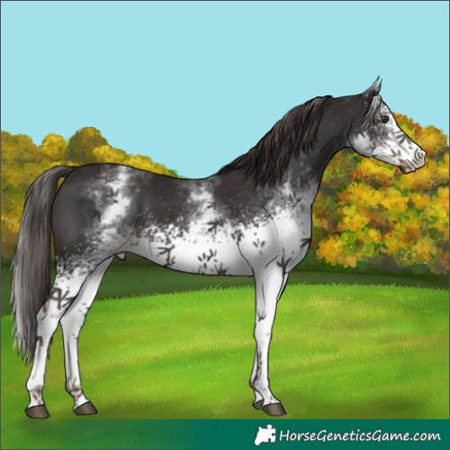 Horse Color:White Spotted Liver Chestnut 
