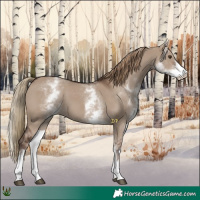 Horse Color:White Spotted Liver Red Dun 