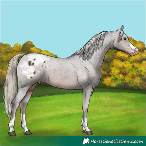 Horse Color:Liver Chestnut Blanket 