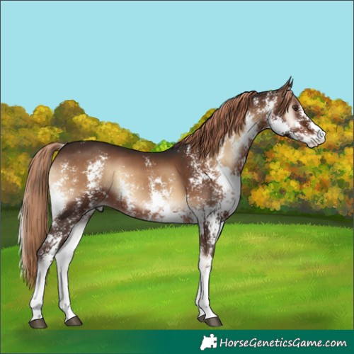 Horse Color:Liver Red Onyx Sabino 
