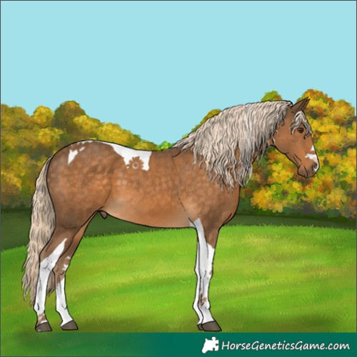 Horse Color:Chocolate Palomino Tobiano 