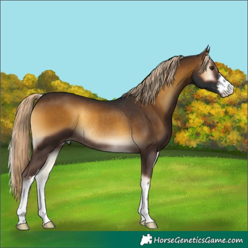 Horse Color:White Spotted Chocolate Palomino Onyx Rabicano 