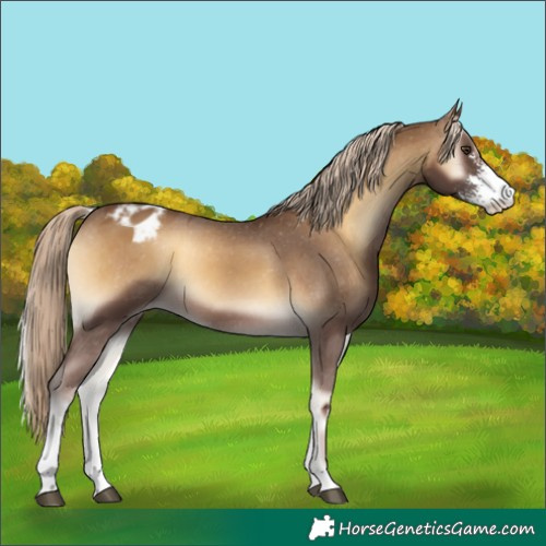 Horse Color:Chocolate Palomino Onyx Sabino Blanket 