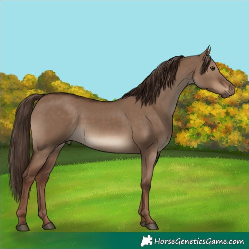 Horse Color:Liver Red Dun 