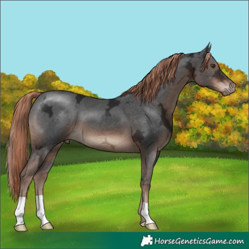 Horse Color:Liver Chestnut Ice 
