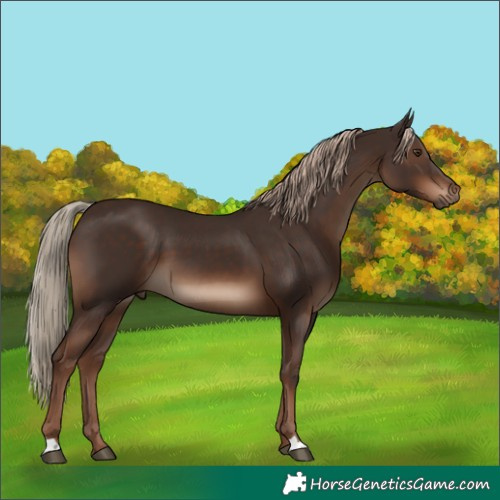 Horse Color:Liver Chestnut 