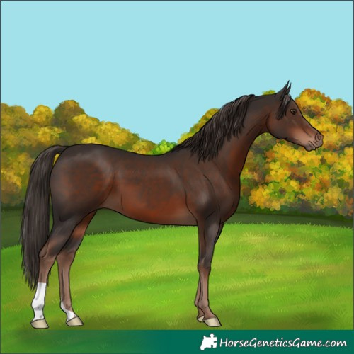 Horse Color:Liver Chestnut 