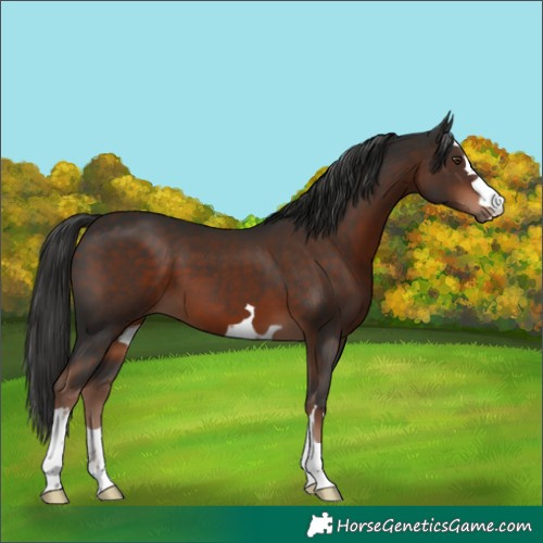 Horse Color:Liver Chestnut 