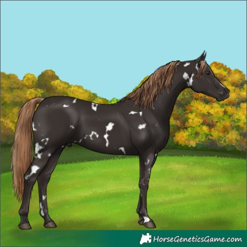 Horse Color:White Spotted Liver Chestnut 