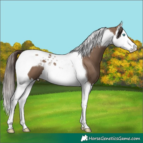 Horse Color:Liver Red Dun Splash Tobiano 