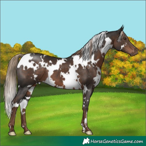 Horse Color:White Spotted Liver Chestnut 